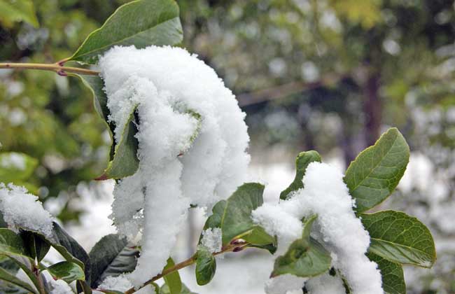 六月飞雪