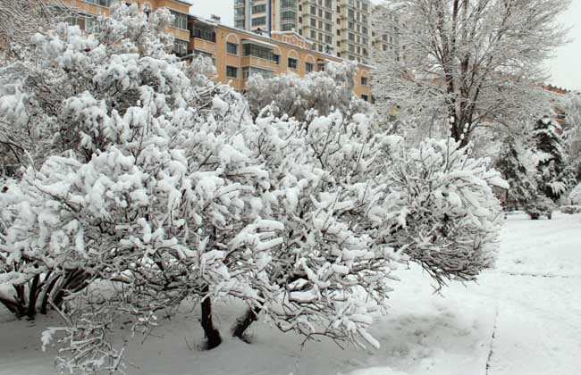 六月飞雪
