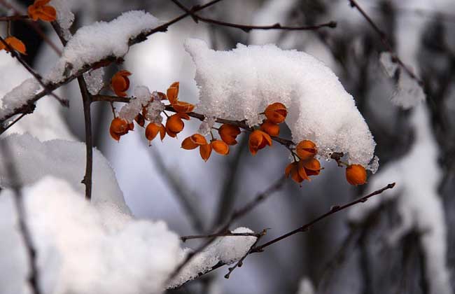 六月飞雪
