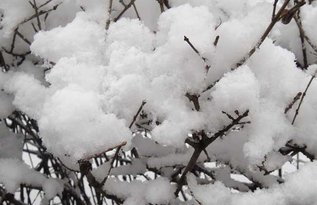 六月飞雪