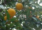 香橼树的栽培技术