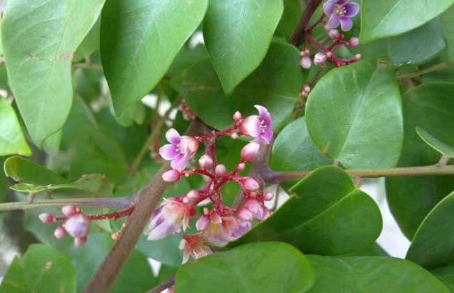 杨桃种植技术