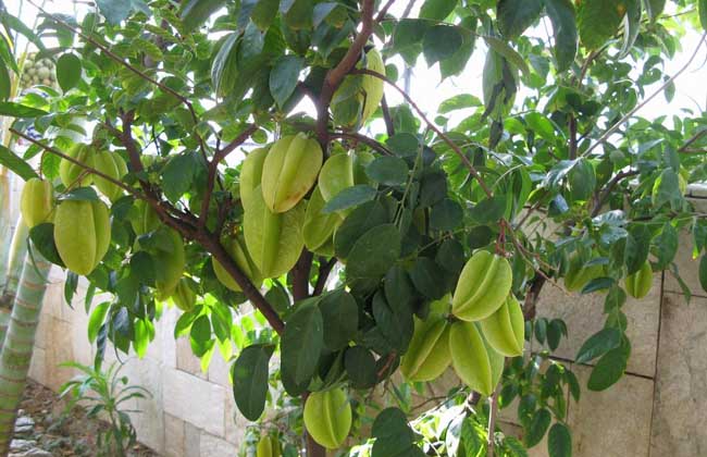 杨桃种植技术