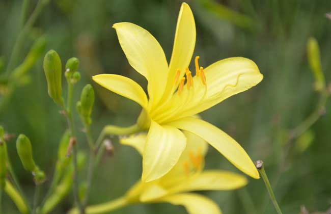 黄花菜