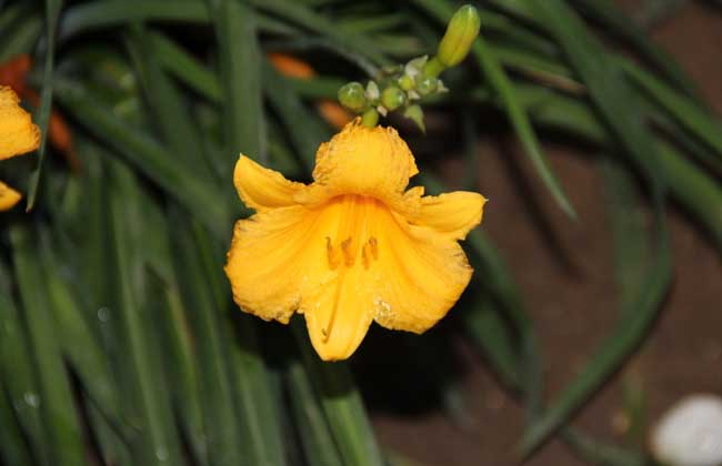 黄花菜