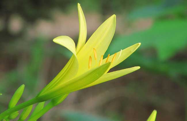 高葶黄花