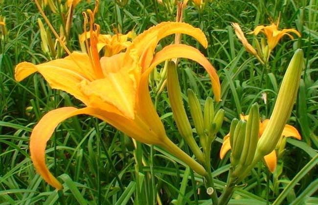 沙苑黄花