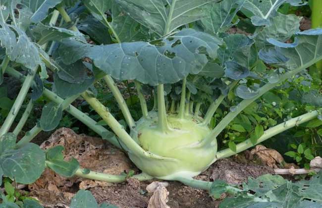 芥菜种子怎么种