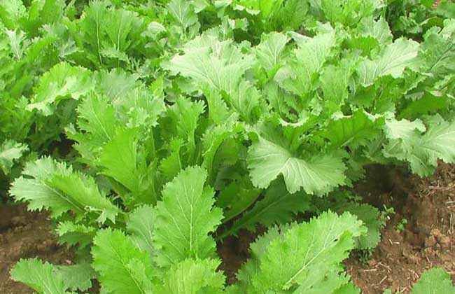 芥菜种子怎么种