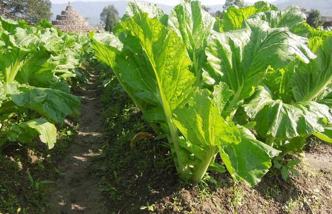 芥菜种子怎么种