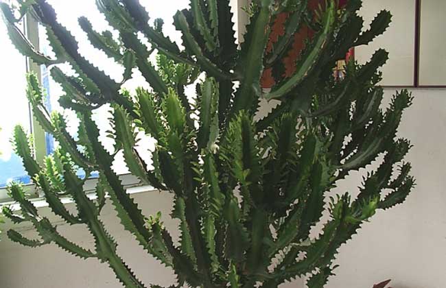 巴西龙骨