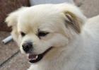 北京犬多少钱一只？