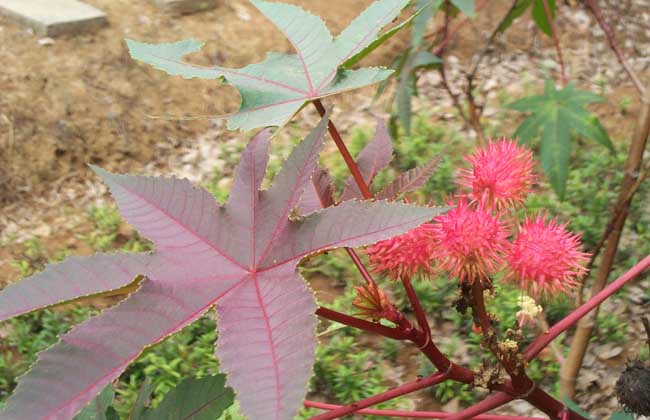 蓖麻种植技术
