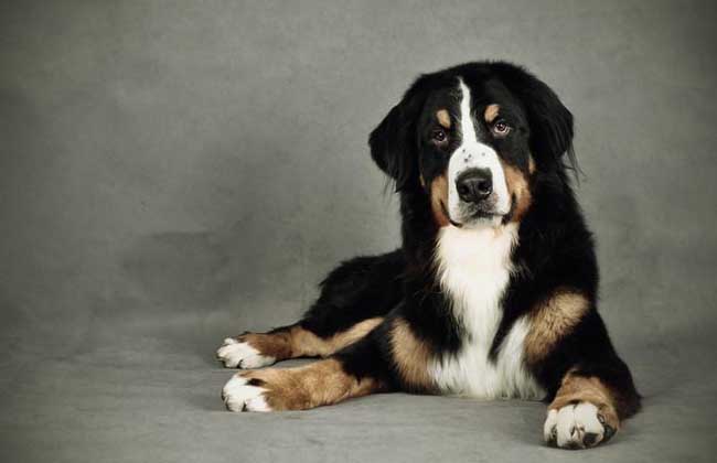 伯恩山犬多少钱一只