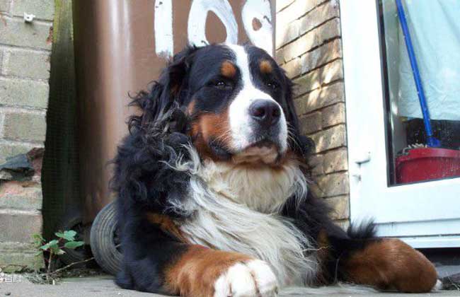 伯恩山犬多少钱一只