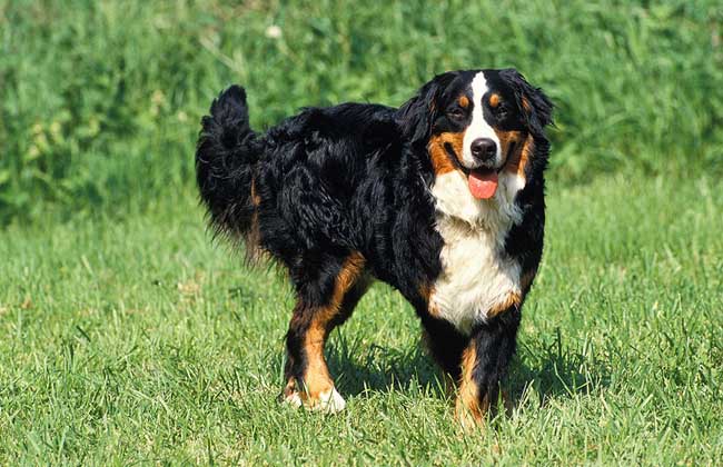 伯恩山犬多少钱一只
