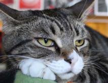 宠物猫的品种及图片大全