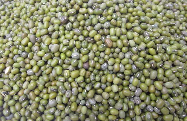 绿豆的功效与作用