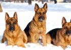 德国牧羊犬怎么养？