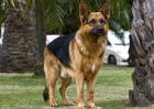 德国牧羊犬图片大全
