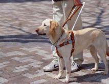导盲犬种类图片大全