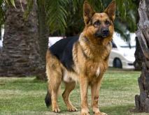 德国牧羊犬图片大全