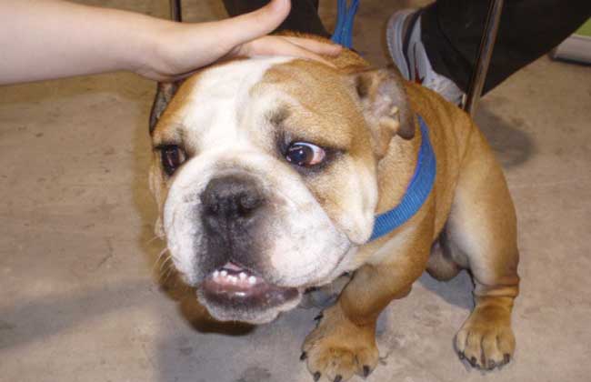 西班牙斗牛犬多少钱一只