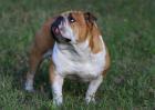 英国斗牛犬多少钱一只？