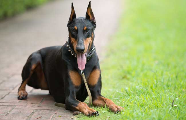 杜宾犬价格多少钱一只？