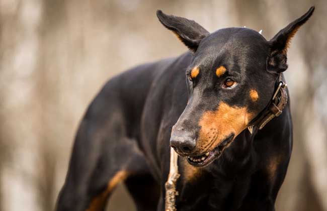 杜宾犬怎么训练？
