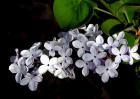 丁香花的养殖方法