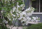 丁香花种类图片大全