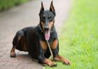 杜宾犬价格多少钱一只？