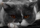 英国短毛猫和美国短毛猫的区别