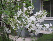 丁香花种类图片大全