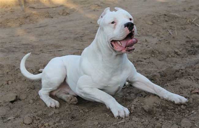 杜高犬