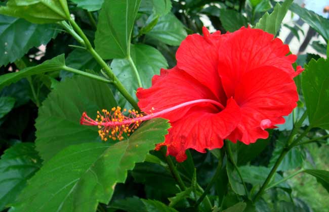 扶桑花怎么养