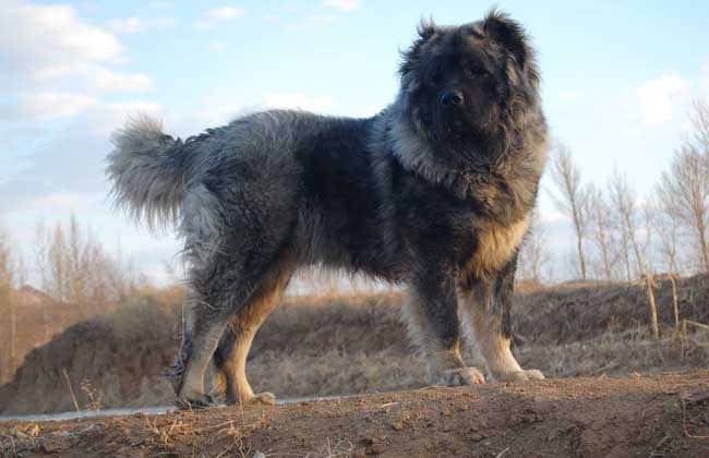 高加索犬多少钱一只？