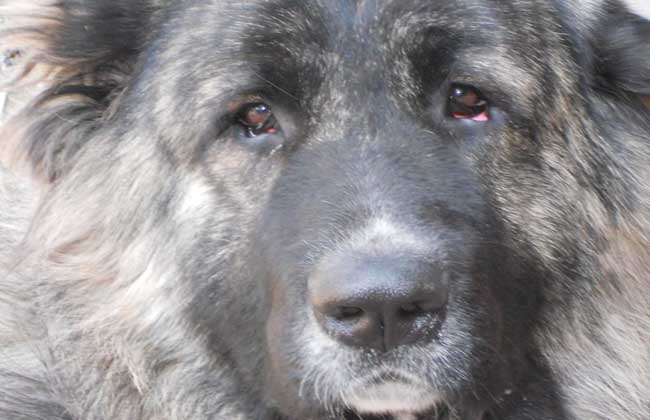 高加索犬vs藏獒哪个厉害？