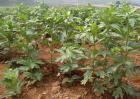 附子高产种植技术