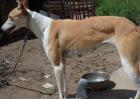 格力犬多少钱一只？