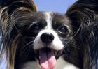 蝴蝶犬多少钱一只？