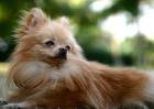 狐狸犬价格多少钱一只？