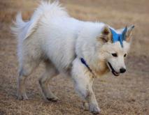 狐狸犬种类图片大全
