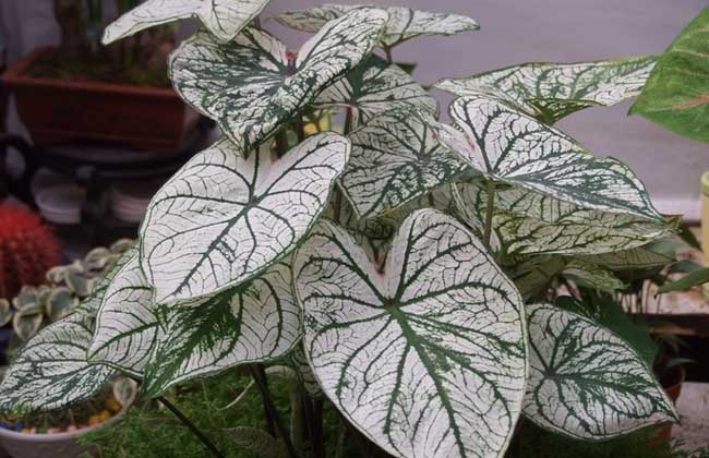 花叶芋的养殖方法
