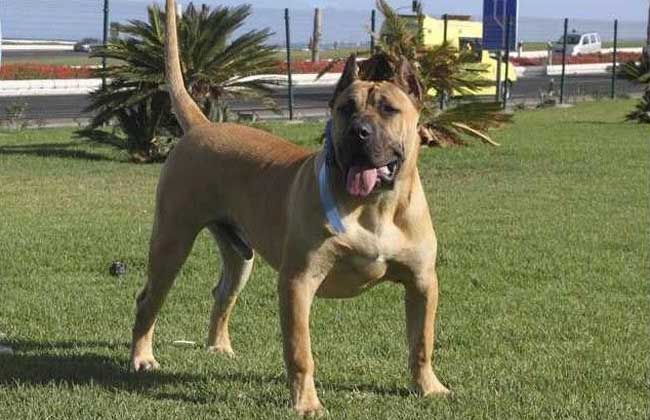 加纳利犬