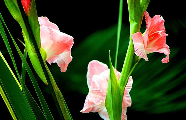 原种唐菖蒲