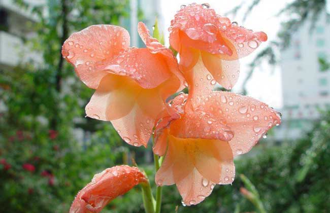 多花唐菖蒲