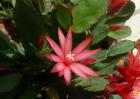 假昙花的养殖方法