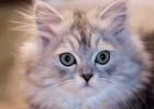 金吉拉猫多少钱一只？